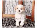 Poochon PUPPY FOR SALE ADN-777204 - Jesus