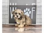 Shih-Poo PUPPY FOR SALE ADN-777198 - Brody Playful Male tan and black Shih Poo