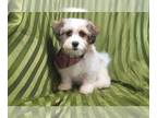 Zuchon PUPPY FOR SALE ADN-777190 - Cobalt Sweet male Teddy Bear Puppy for Sale