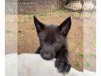 German Shepherd Dog-Siberian Husky Mix PUPPY FOR SALE ADN-777434 - Your Perfect