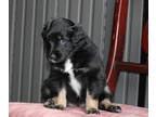 Australian Shepherd-Cadoodle Mix PUPPY FOR SALE ADN-777382 - Cadoodle Australian