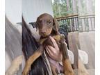 Doberman Pinscher PUPPY FOR SALE ADN-777342 - Purebred Red Doberman Pinscher