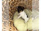 Chiranian PUPPY FOR SALE ADN-777256 - Coco and poppy