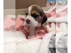 Beagle PUPPY FOR SALE ADN-777235 - Beagle puppies