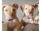 American Pit Bull Terrier PUPPY FOR SALE ADN-777155 - 2 Puppies in Search of a