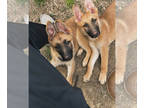German Shepherd Dog PUPPY FOR SALE ADN-777154 - German shepherd pups