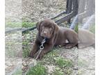 Labrador Retriever PUPPY FOR SALE ADN-777152 - Labrador Retriever