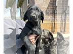 Labrador Retriever PUPPY FOR SALE ADN-777137 - Male Black Lab