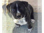 Belgian Malinois-Boxer Mix PUPPY FOR SALE ADN-777026 - boxerChihuahua dad and