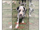 Great Dane PUPPY FOR SALE ADN-776912 - Harlequin Girl