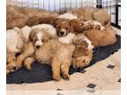 Goldendoodle PUPPY FOR SALE ADN-776890 - Precious Goldendoodles in GA