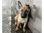 Malinois PUPPY FOR SALE ADN-776888 - German shepherd