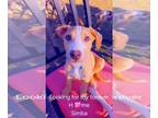 American Pit Bull Terrier-Labrador Retriever Mix PUPPY FOR SALE ADN-776874 -