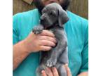 Great Dane Puppy for sale in Landrum, SC, USA