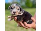 Aussiedoodle Puppy for sale in Eastman, GA, USA