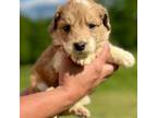 Aussiedoodle Puppy for sale in Eastman, GA, USA