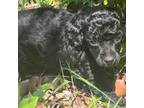 Poodle (Toy) Puppy for sale in Ludowici, GA, USA
