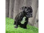 French Bulldog Puppy for sale in Donnellson, IA, USA