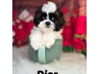 Shih-Poo Puppy for sale in Homewood, IL, USA