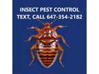 bedbugs control in London Ontario