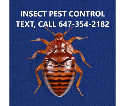 bedbugs control in London Ontario is a Other Home Services service in London ON