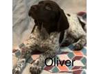 German Shorthaired Pointer Puppy for sale in Homer, GA, USA