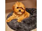 Cavapoo Puppy for sale in Queens, NY, USA