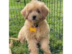 Mutt Puppy for sale in Bloomfield, MO, USA