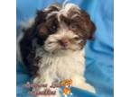 Havanese Puppy for sale in Pisgah, AL, USA