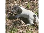 Dachshund Puppy for sale in Ludowici, GA, USA