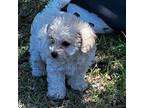 Mutt Puppy for sale in Ludowici, GA, USA