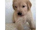 Golden Retriever Puppy for sale in Miami, FL, USA