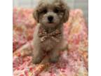 Shih-Poo Puppy for sale in Merritt Island, FL, USA