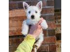 West Highland White Terrier Puppy for sale in Lakeview, MI, USA