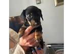 Dachshund Puppy for sale in Cape Coral, FL, USA