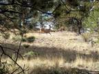 99 Pack Saddle Ct Lot 452 Hartsel, CO