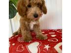 Cavapoo Puppy for sale in Dallas, TX, USA