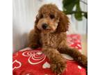 Cavapoo Puppy for sale in Dallas, TX, USA