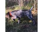 German Shorthaired Pointer Puppy for sale in Gladwin, MI, USA