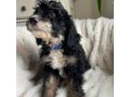 Mutt Puppy for sale in Grandview, TX, USA
