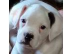 Boxer Puppy for sale in Kansas City, MO, USA