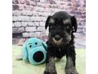 Schnauzer (Miniature) Puppy for sale in Bucyrus, OH, USA