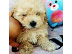 Shih-Poo Puppy for sale in San Antonio, TX, USA