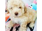 Shih-Poo Puppy for sale in San Antonio, TX, USA