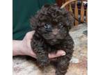 Poodle (Toy) Puppy for sale in Northome, MN, USA