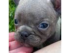 French Bulldog Puppy for sale in Horton, AL, USA