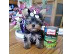 Yorkshire Terrier Puppy for sale in Bolivar, MO, USA