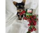 Yorkshire Terrier Puppy for sale in Bolivar, MO, USA