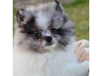 Pomeranian Puppy for sale in Lyons, GA, USA