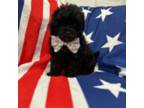 Shih-Poo Puppy for sale in Merritt Island, FL, USA